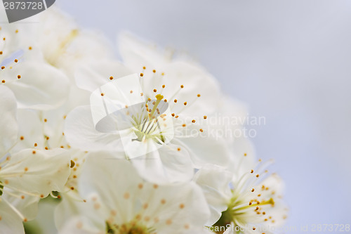 Image of Apple blossoms