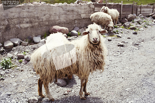 Image of Sheep in the village