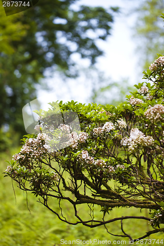 Image of Pink blooming bush