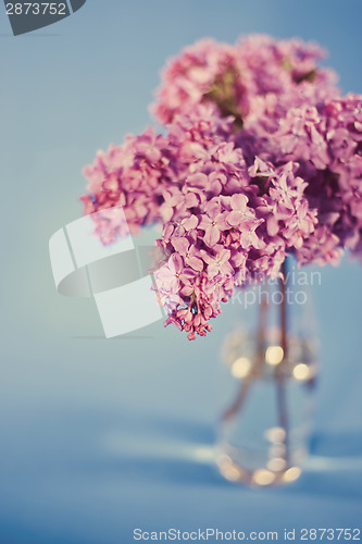 Image of Lilac