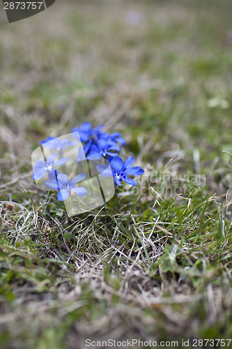 Image of Spring gentian 