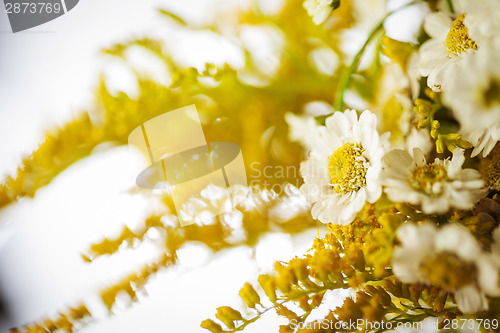 Image of Camomile