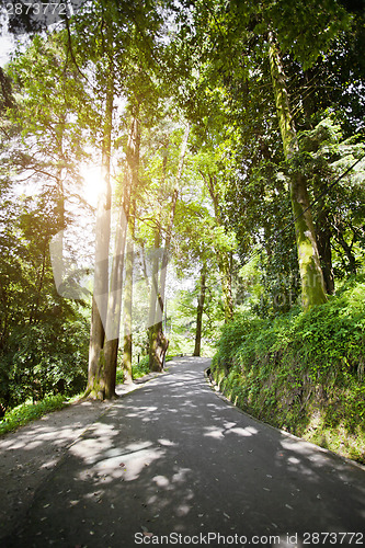 Image of Road in the park