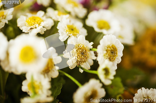 Image of Camomile