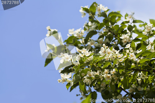 Image of Jasmine flowers 