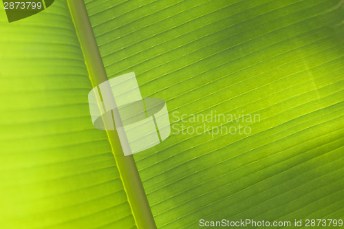 Image of Palm leaf background