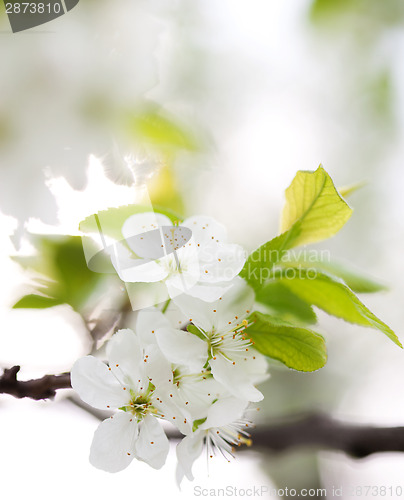 Image of Blossom in spring 