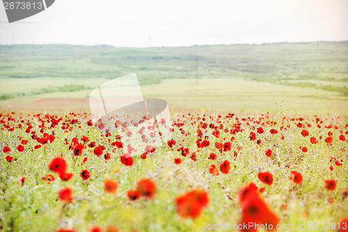 Image of Red poppies