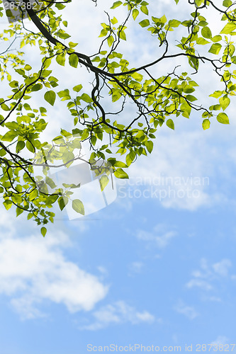 Image of Green leaves