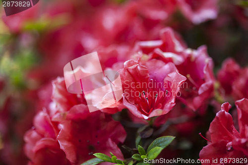 Image of Azalea flowers