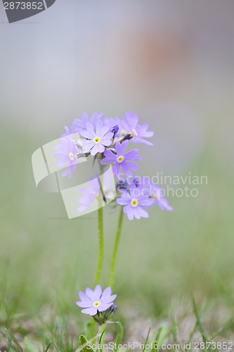 Image of Spring flower