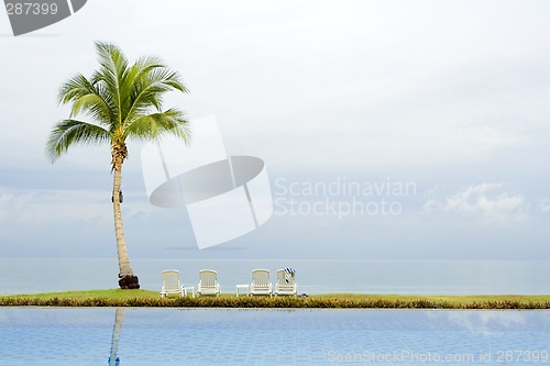 Image of Palm tree by a swimming pool

