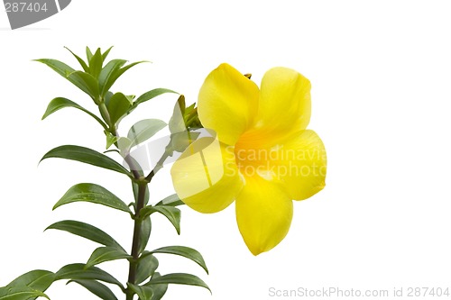 Image of Large yellow flower

