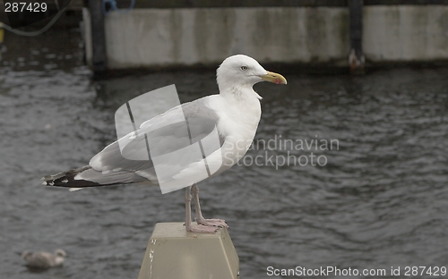 Image of Herring Gull