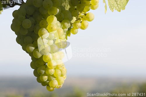 Image of Sunny cluster of green grapes on vine