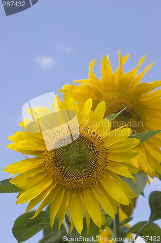 Image of Sunflowers