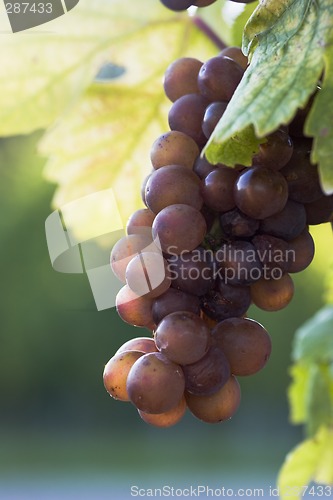 Image of Red grapes growing in vineyard