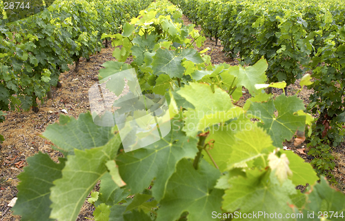 Image of Vines growing in vineyard, loire valley, france