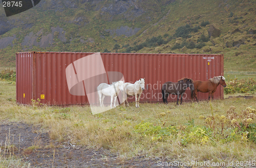 Image of Icelandic horses