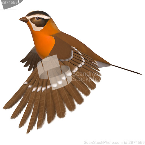 Image of Songbird Grosbeak