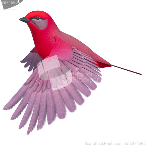 Image of Songbird Tanager