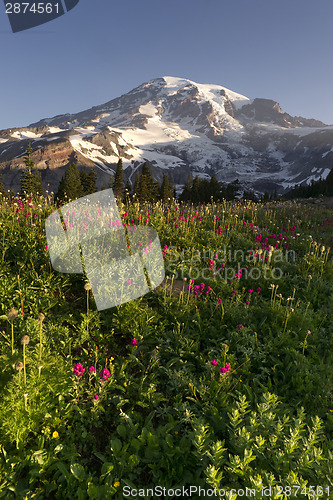 Image of Late Summer Wildflowers Mt. Rainier National Park Skyline Trail