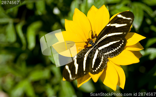 Image of Zebra Longwing Butterfly