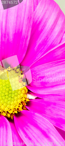 Image of Dyed Daisy Flower White Orange Petals Green Carpels Close up