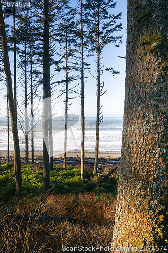 Image of Trees Line Higher Ground Above Paciifc Ocean Beach Shoreline