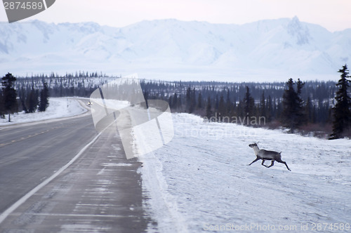 Image of Wild Reindeer Caribou Attempts to Cross Icy Highway Northern Ala