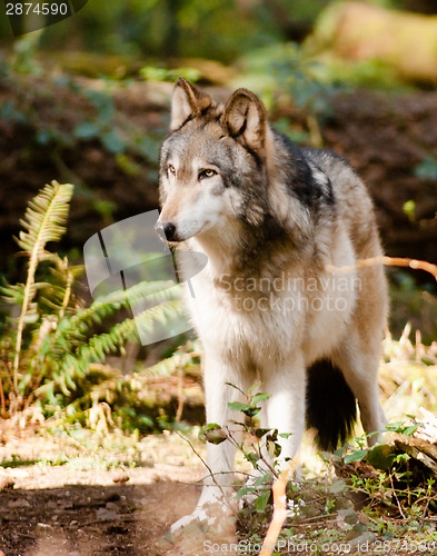 Image of North American Timberwolf Wild Animal Wolf Canine Predetor Meat 