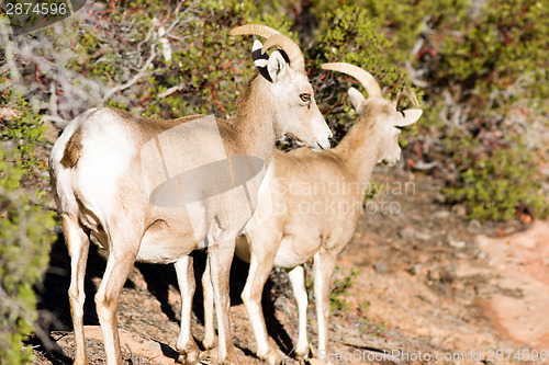 Image of Wild Animal Alpine Mountain Goats Searching for Food High Forest