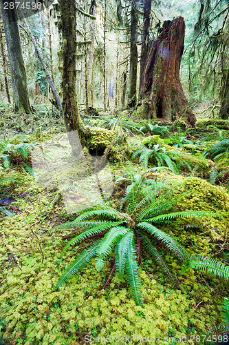 Image of Cedar Trees Deep Forest Green Moss Covered Growth Hoh Rainforest