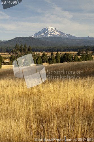 Image of Golden Grassland Countryside Mount Adams Mountain Farmland Lands