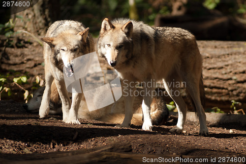 Image of Wild Animal Wolf Pair Standing Playing North American Wildlife