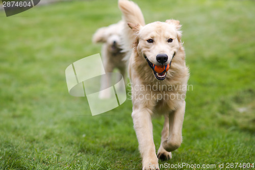 Image of Happy Golden Retreiver Dog with Poodle Playing Fetch Dogs Pets