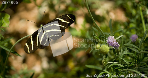 Image of Zebra Longwing