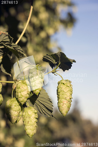 Image of Hops Plants Buds Growing in Farmer's Field Oregon Agriculture