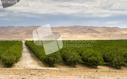 Image of Lush Green Orchard Farm Land Agriculture Field California United