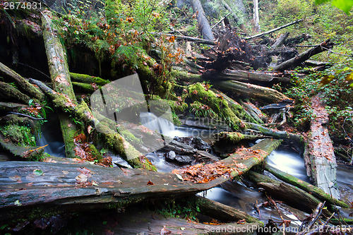 Image of Rain Forest Stream Covered Fallen Logs Woods Jungle Outback Trav