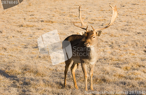 Image of Beautiful Engaged Wildlife Young Male Buck Deer Standing Animal 