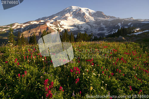 Image of Late Summer Wildflowers Mt. Rainier National Park Skyline Trail