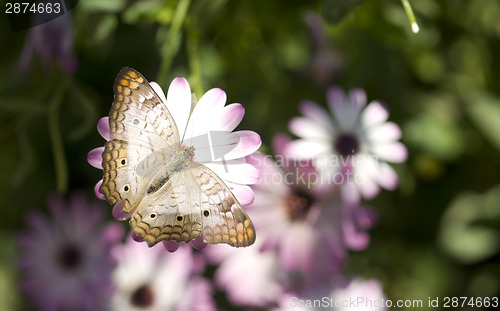 Image of White Peacock Butterfly