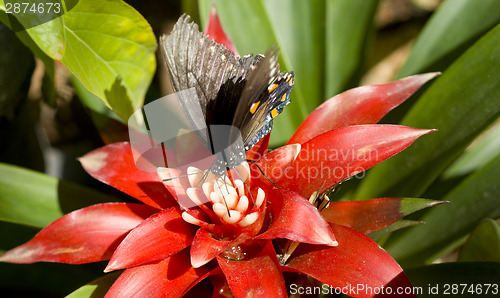 Image of Pipevine Swallowtail Landed