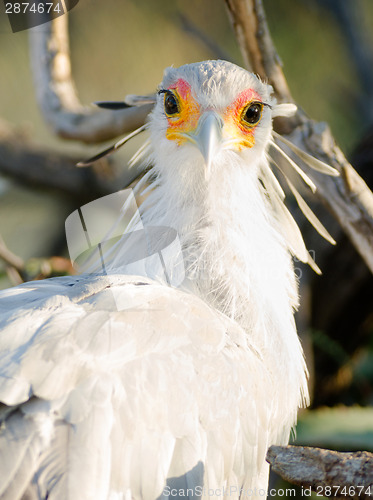 Image of Secretary Bird Looks Back Large Raptor Animal Wildlife