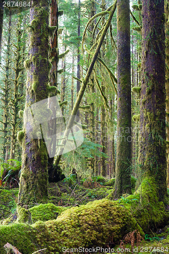 Image of Cedar Trees Deep Forest Green Moss Covered Growth Hoh Rainforest