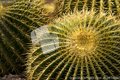 Image of Thorny Cactus