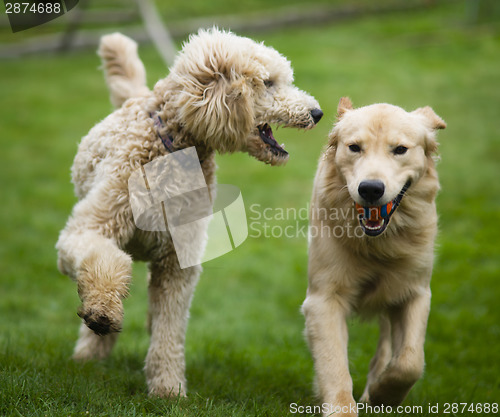 Image of Happy Golden Retreiver Dog with Poodle Playing Fetch Dogs Pets