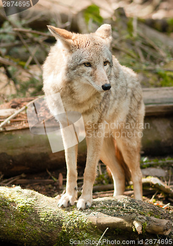 Image of Wild Animal Coyote Stands On Stump Looking For Prey