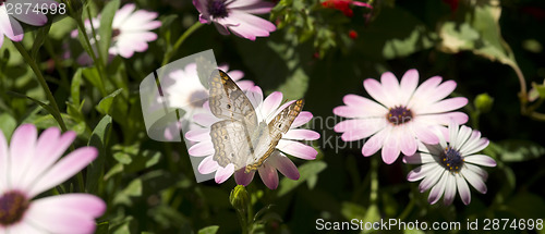 Image of Garden Life